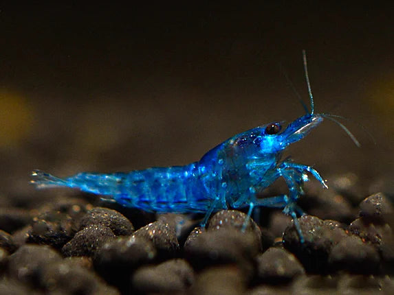 Blue Velvet - Neocaridina