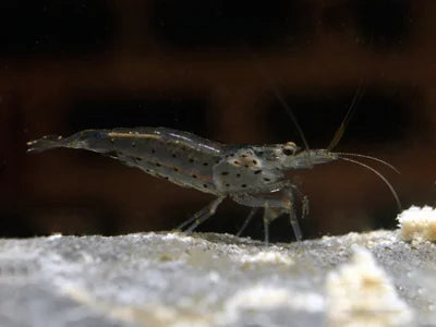 Amano/Japonica - Caridina Multidentata