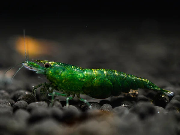 Green Jade - Neocaridina