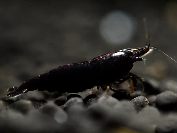 Black Sakura - Neocaridina