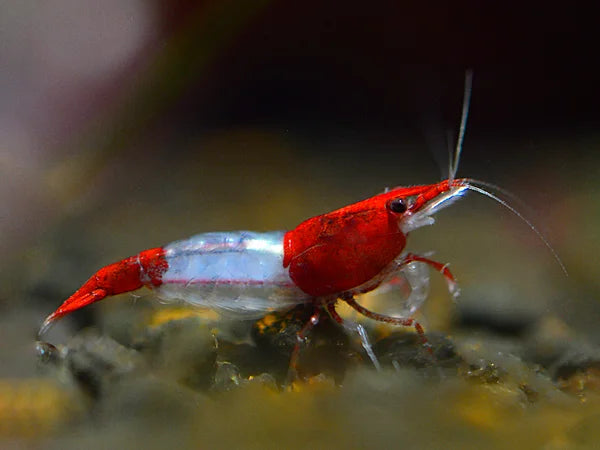 Rote Rili - Neocaridina