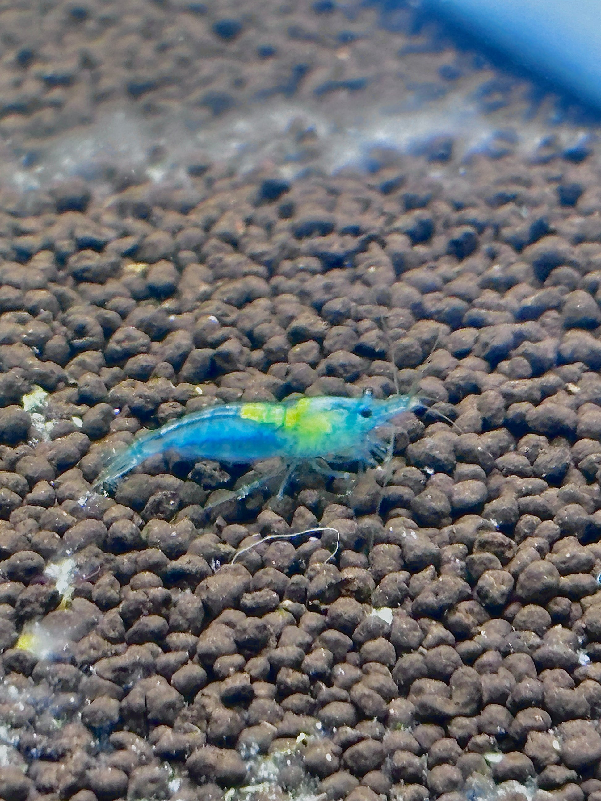 Blaue Qualle - Neocaridina