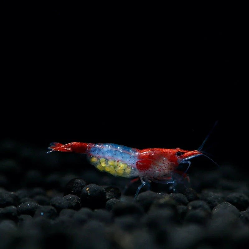 Red Rili - Neocaridina