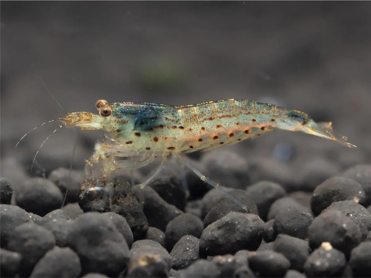 Amano/Japonica - Caridina Multidentata