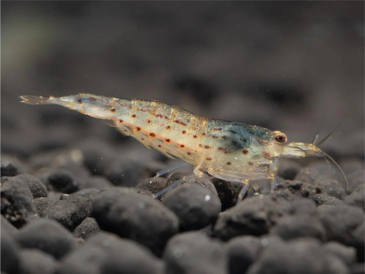 Amano/Japonica - Caridina Multidentata