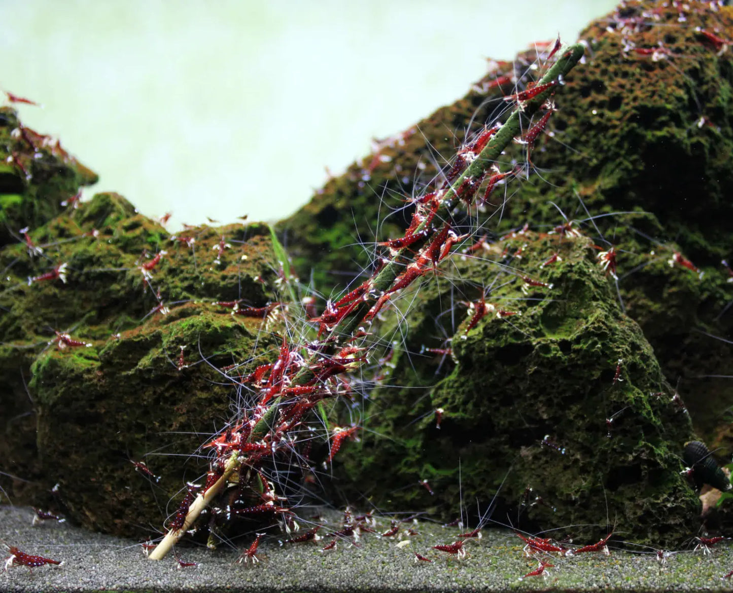 GlasGarten - Shrimp Lollies 4in1 Basic Mix