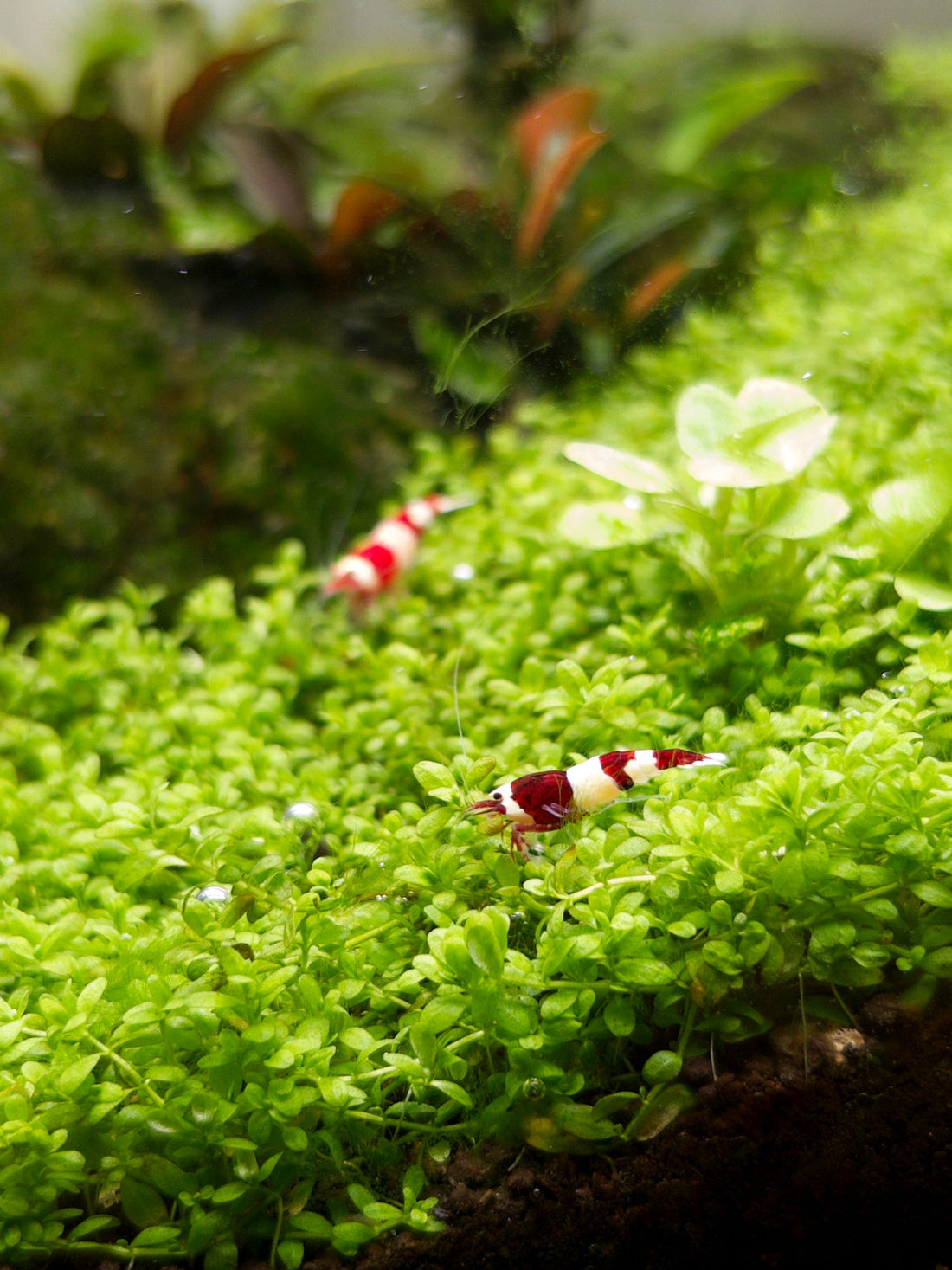 Bouw een ecosysteem voor deze kleine dieren 🦐