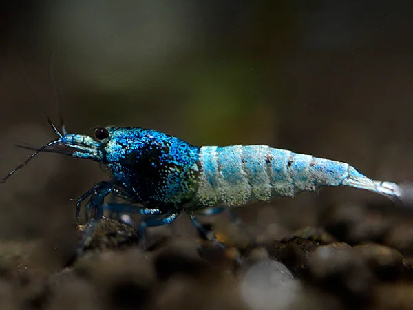 Blue Bolt Bee - Caridina logemanni