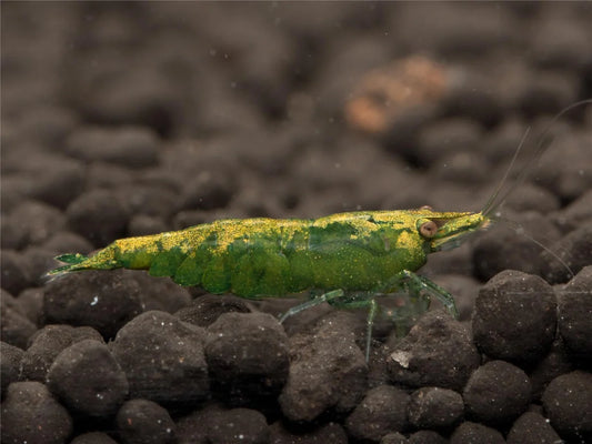 Green Jade - Neocaridina