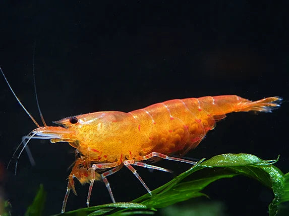Orange Tiger - Caridina serrata