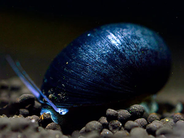 Neritina Pulliigera - Helmet snail