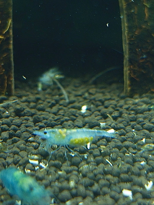 Blue Jelly - Neocaridina