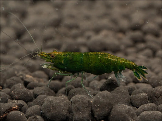 Green Jade - Neocaridina
