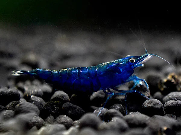 Blue Dream - Neocaridina davidi