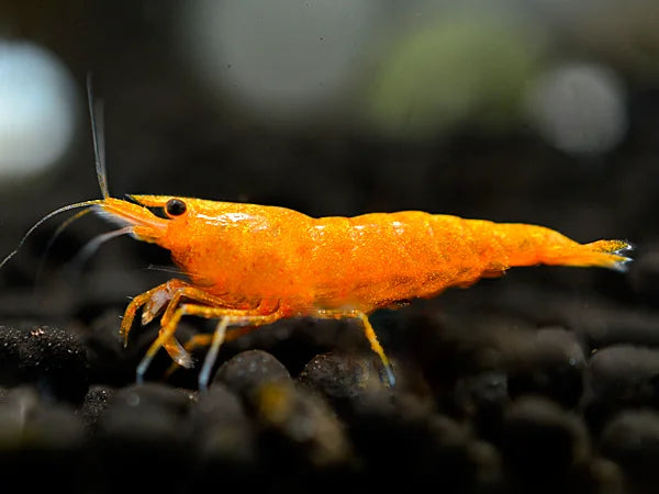 Orange Sakura - Neocaridina davidi