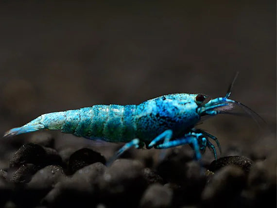 Blue Bolt Bee - Caridina logemanni
