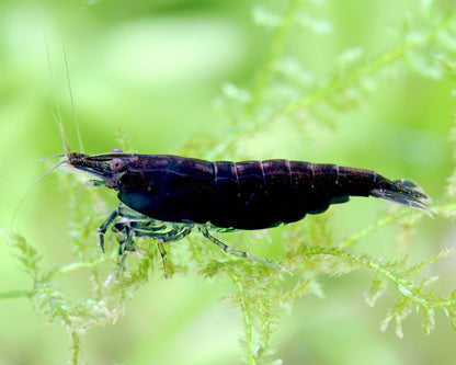 Black Sakura - Neocaridina