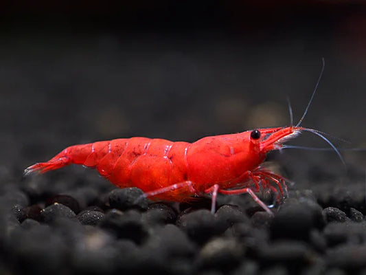 Red Sakura/Cherry - Neocaridina Davidi