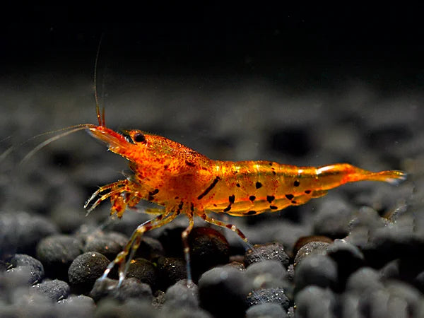 Orange Tiger - Caridina serrata