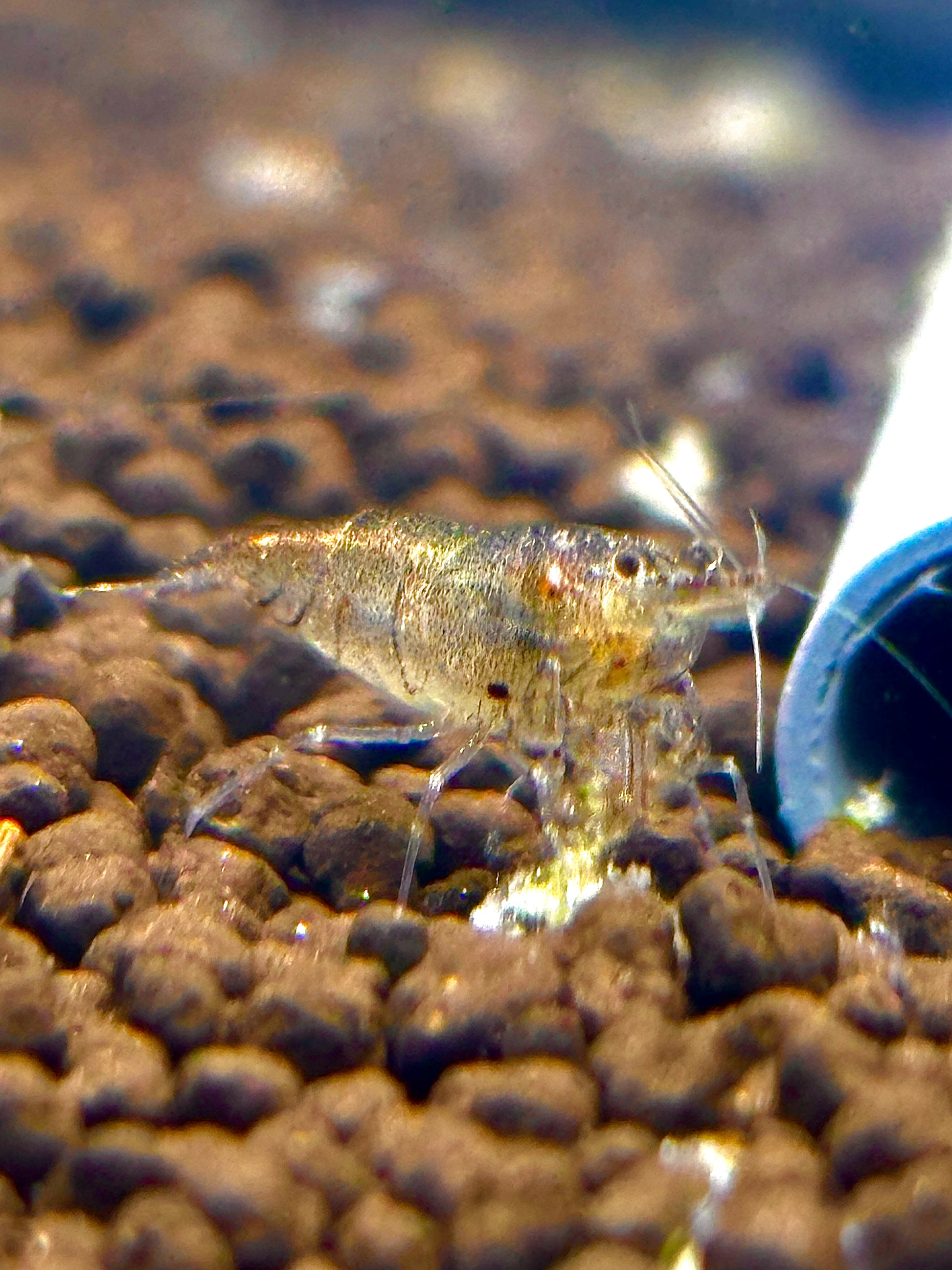 Algen Garnaal - Neocaridina davidi