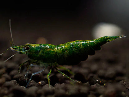 Green Jade - Neocaridina