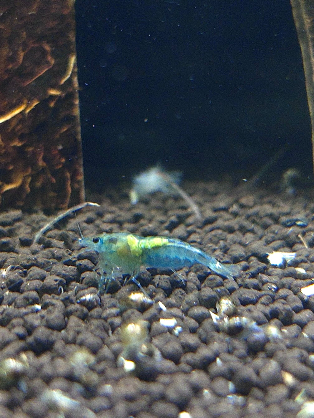 Blue Jelly - Neocaridina davidi