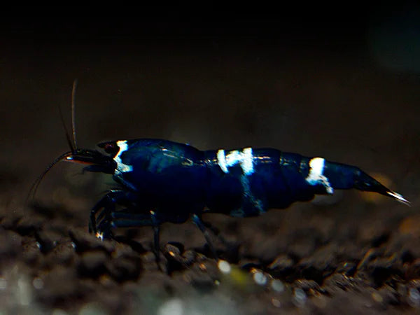 Blue Bolt Bee - Caridina logemanni