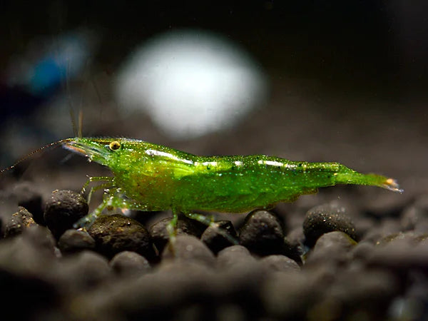 Indian Green - Caridina cf. babaulti