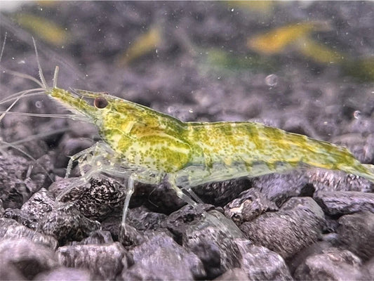 Green Jelly - Neocaridina