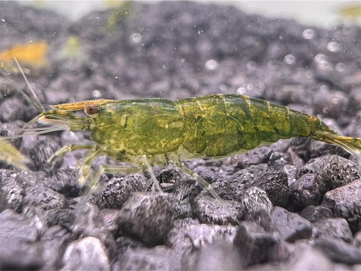 Green Jelly - Neocaridina davidi