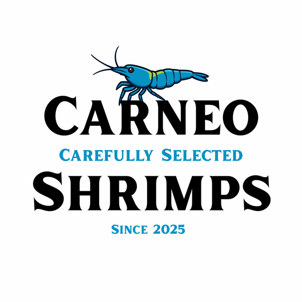 Carneo Shrimps