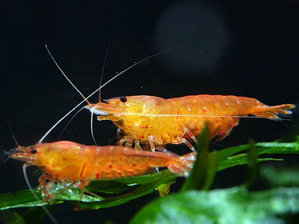 Orange Tiger - Caridina serrata