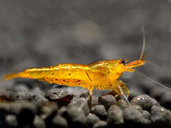 Orange Tiger - Caridina serrata
