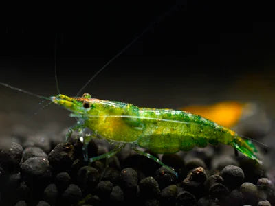 Green Jelly - Neocaridina davidi