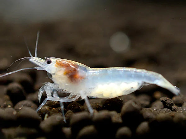 White Pearl - Neocaridina