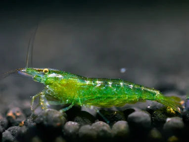 Indian Green - Caridina cf. babaulti