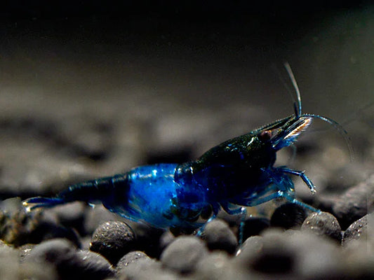 Blue Diamond Rili- Neocaridina