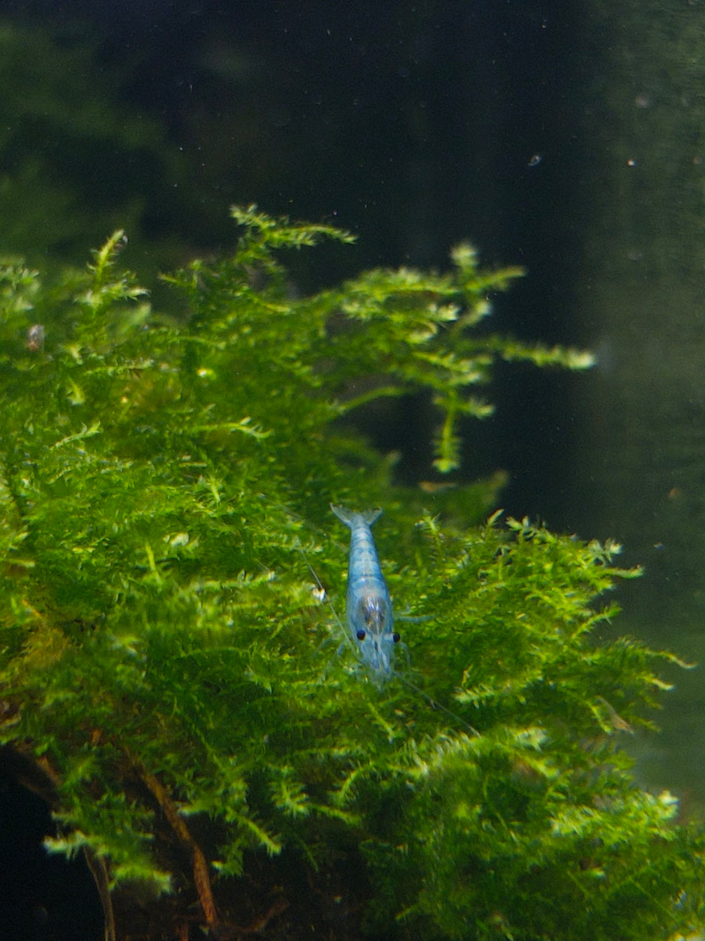 Blue Jelly - Neocaridina davidi