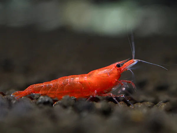 Red Sakura/Cherry - Neocaridina Davidi