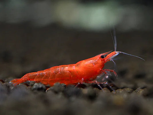 Red Sakura/Cherry - Neocaridina Davidi