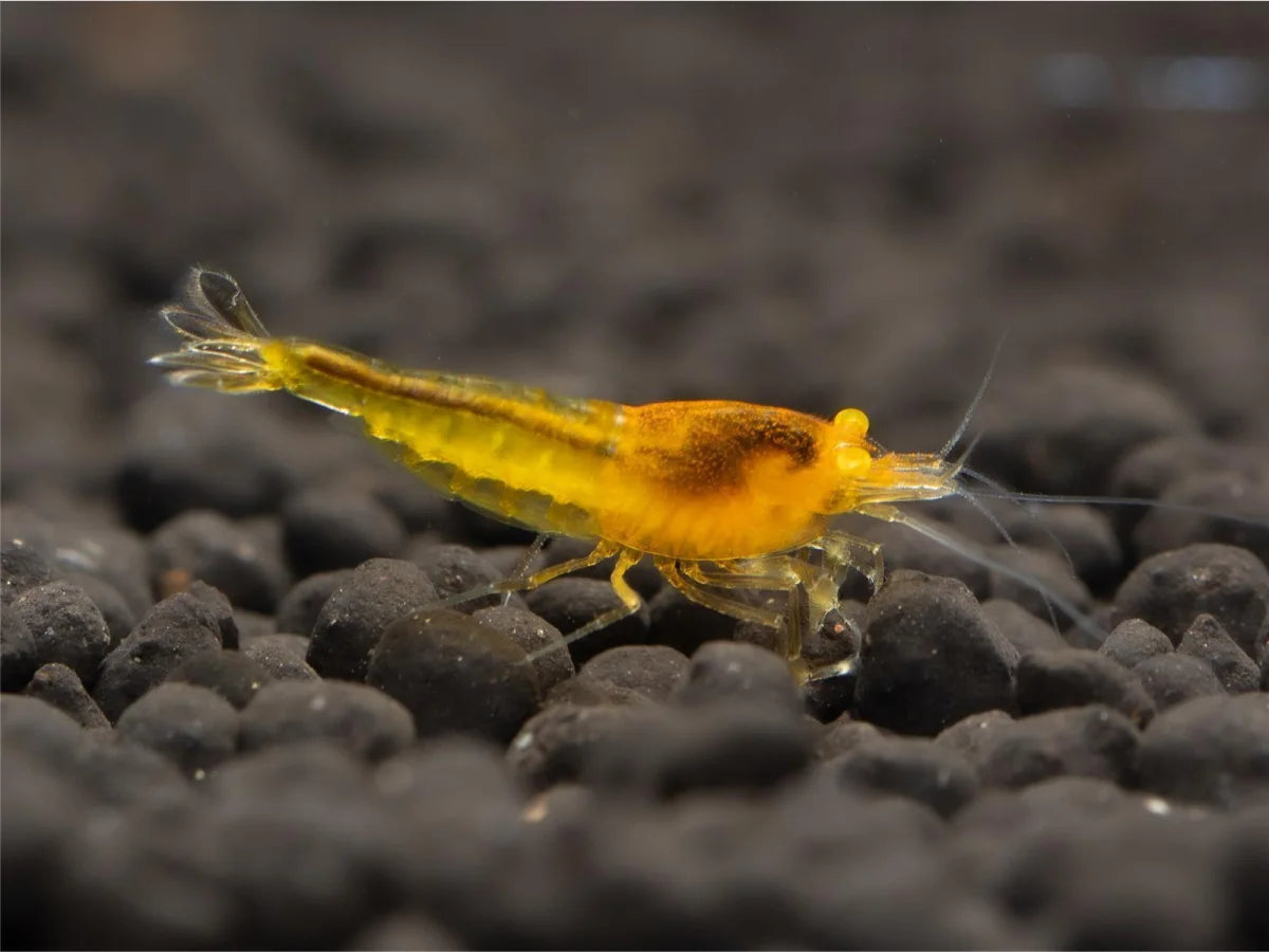 Yellow King Kong OE - Caridina Cantonensis