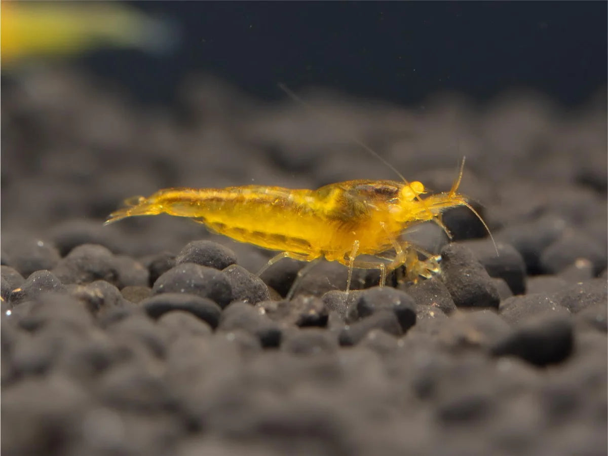 Yellow King Kong OE - Caridina Cantonensis