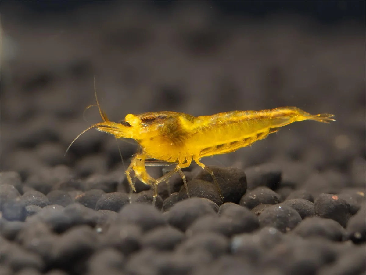 Yellow King Kong OE - Caridina Cantonensis