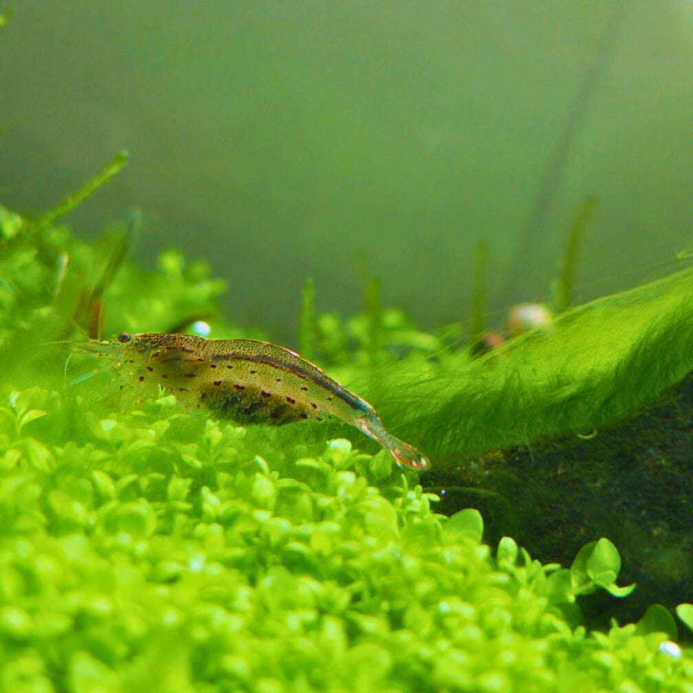Amano/Japonica - Caridina Multidentata