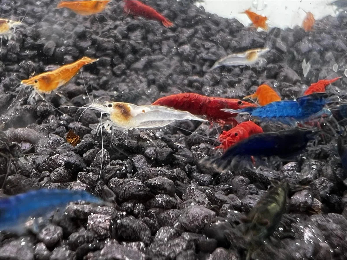 Neocaridina Mix 20 pcs.