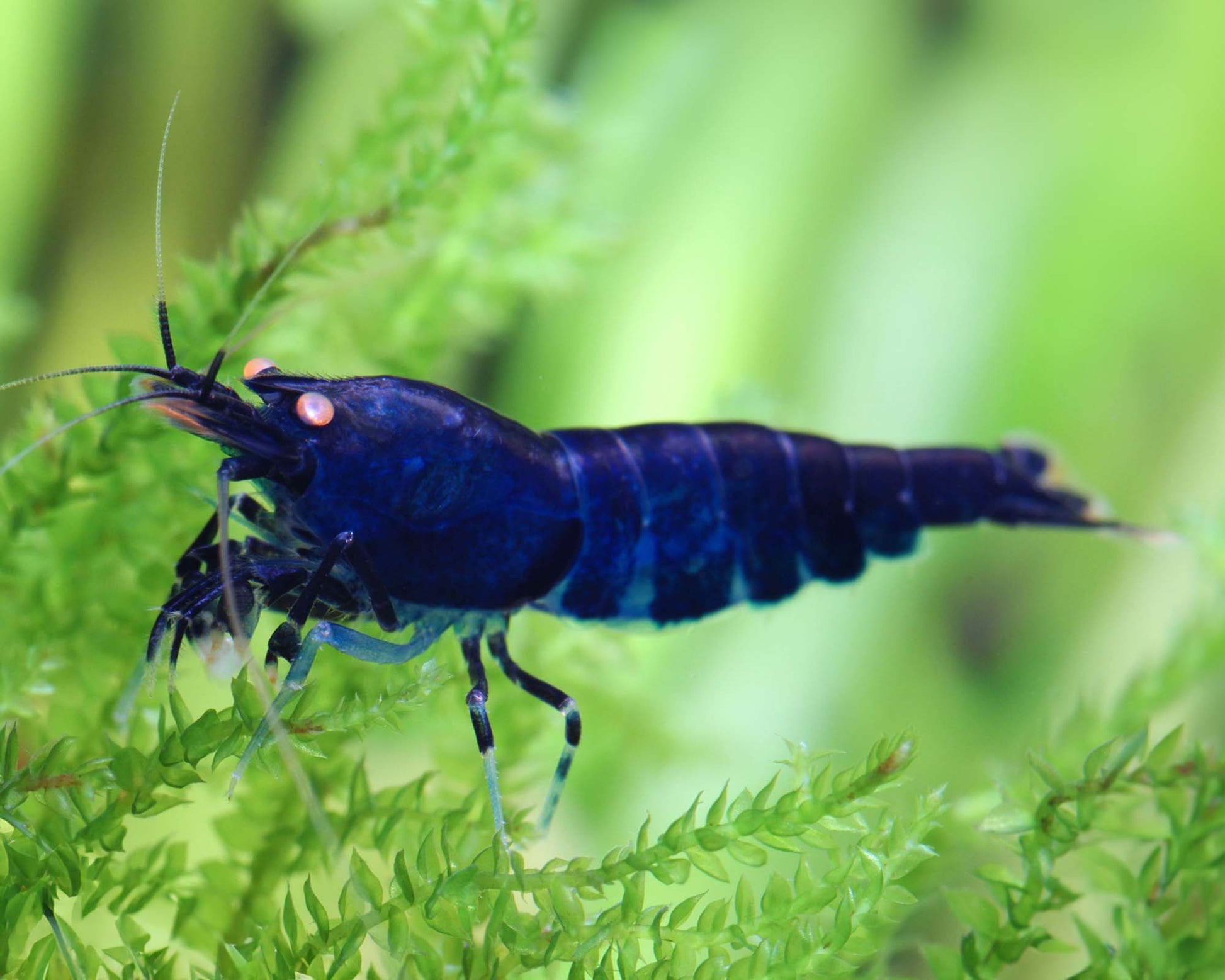 Royal Blue Tiger Orange Eye - Caridina Cantonensis