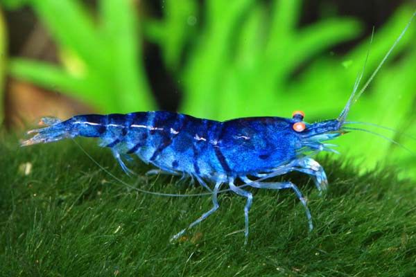 Royal Blue Tiger Orange Eye - Caridina Cantonensis