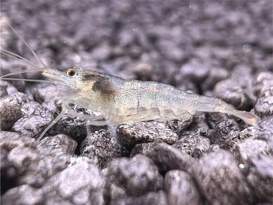 Taiwan Algeneter - Neocaridina Mijn winkel