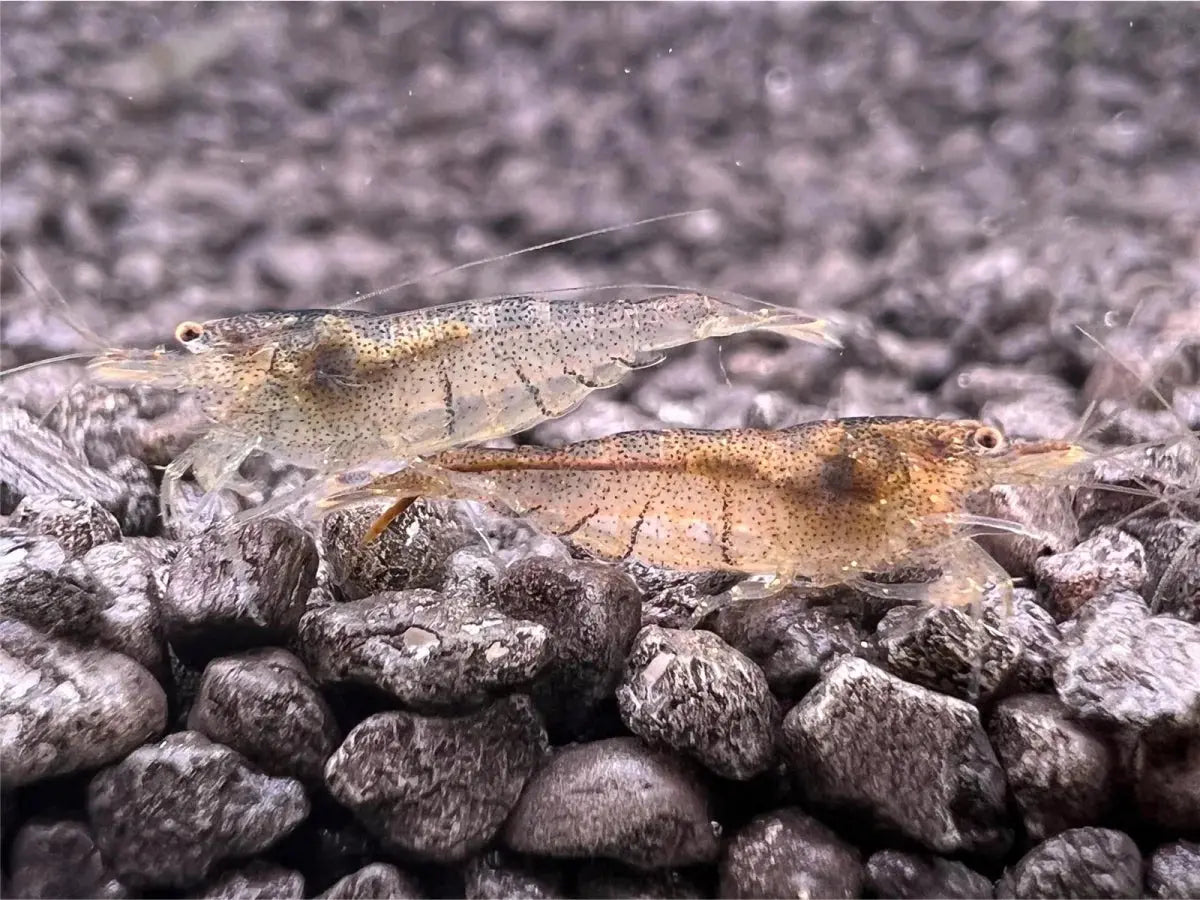 Taiwan Algeneter - Neocaridina Mijn winkel