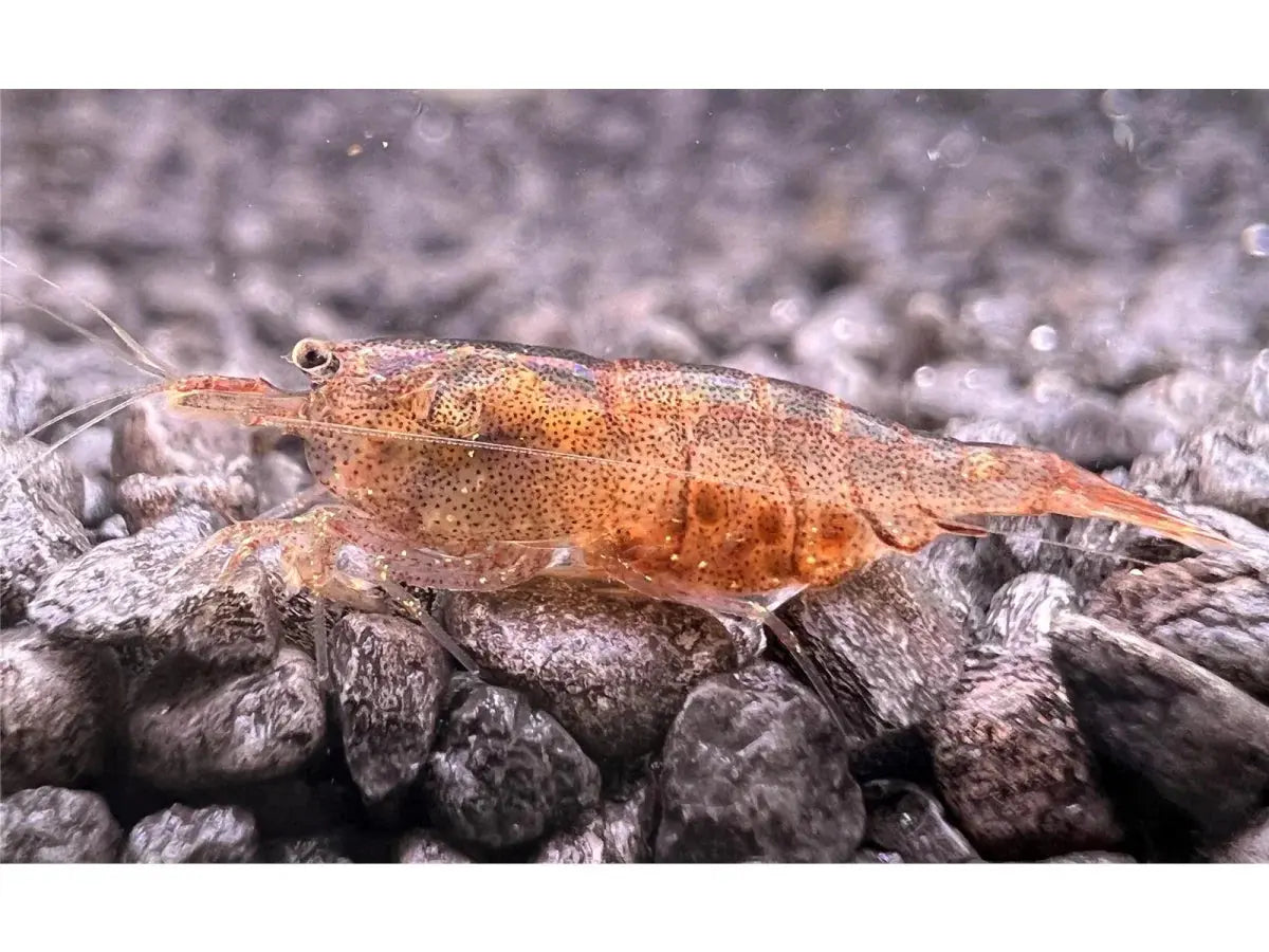 Taiwan Algeneter - Neocaridina Mijn winkel